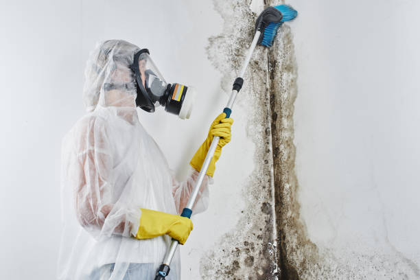 Professional Mold Removal in Syosset, NY