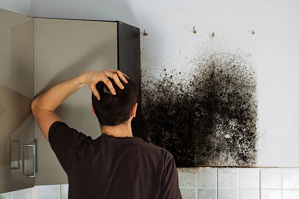 Home Mold Removal in Syosset, NY